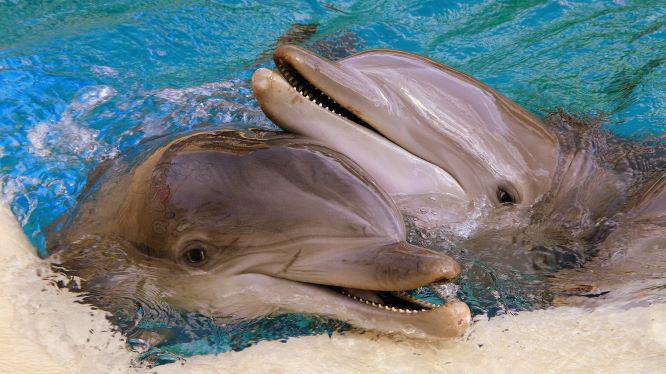 Dolphins Mirage